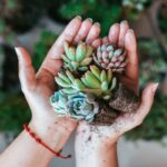 suculentas para lembranças