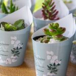 suculentas para lembranças