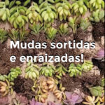 mudas suculentas sortidas