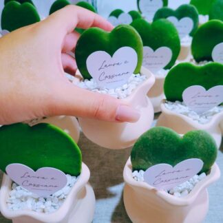 suculenta formato coração