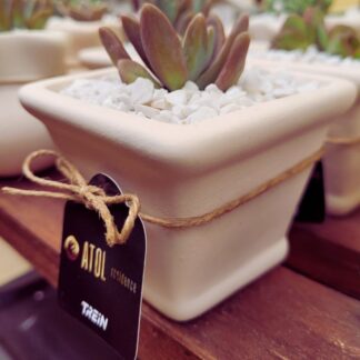 Lembrança Suculenta Vaso Quadrado Clássico GG