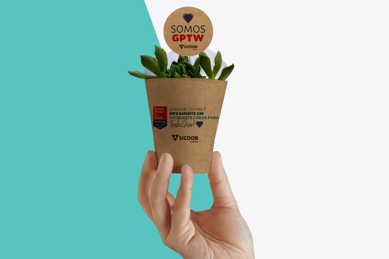 suculenta empresa