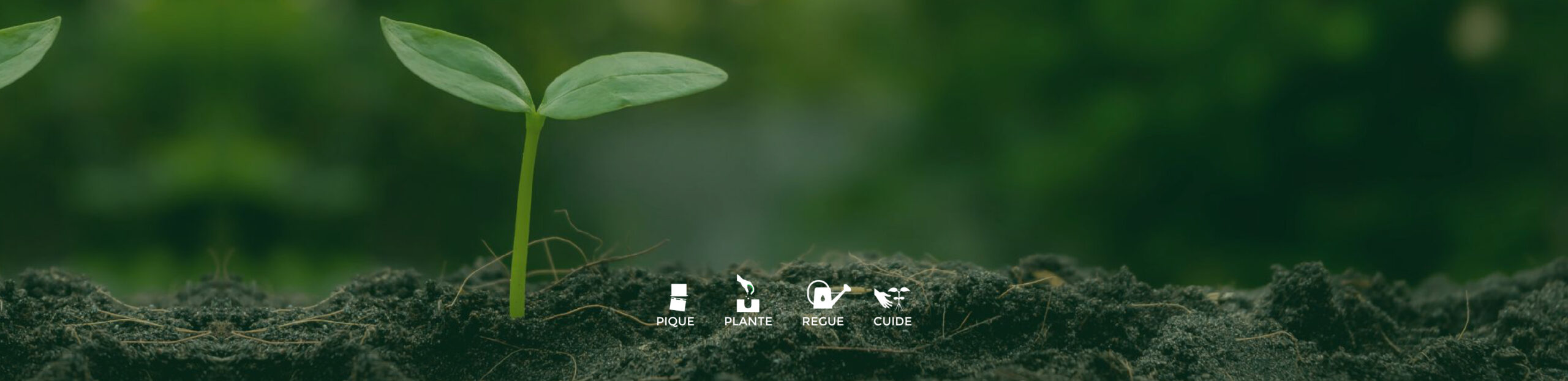 Soluções com Papel Semente