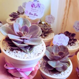 centro-de-mesa-personalizado-suculenta