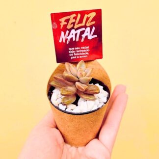 lembranca suculenta natal