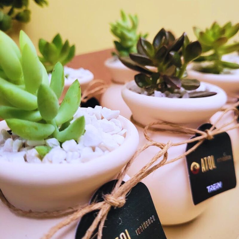 KIT 20 Vasos Lembranças Suculentas Bojudo G