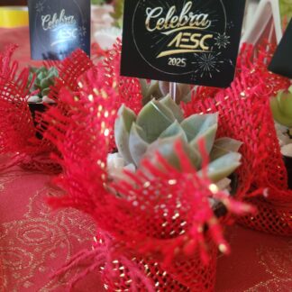 Lembrança Suculenta Juta Vermelha & Decoração Mesa