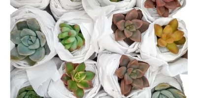 mudinhas-suculentas-coloridas